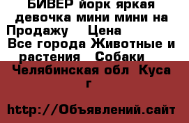 БИВЕР йорк яркая девочка мини мини на Продажу! › Цена ­ 45 000 - Все города Животные и растения » Собаки   . Челябинская обл.,Куса г.